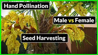 Trachycarpus Fortunei  How to Hand Pollinate Harvest Seeds MaleFemale Identification Palm Tips [upl. by Aufmann356]