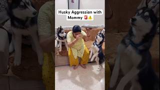 Mummy Under Attack STOP 🚨‼️ shorts husky dog trendingsongs [upl. by Noreg526]