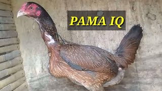 Babon Unggul  Jenis Pama IQ manekchicken [upl. by Airpal118]