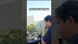 Menikmati hidup 😄 Pruning Bonsai Waru India [upl. by Cathee]