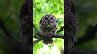 Barred Owl pair calling and caterwauling Owl [upl. by Akkimat]