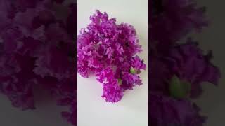 Lagerstroemia speciosa  flowers  gardening  nature [upl. by Thorlay595]