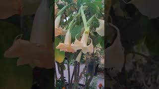 brugmansia [upl. by Noicnecsa]