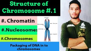 Structure of nucleosome DNA packaging Structure and types of chromosomes [upl. by Casta154]