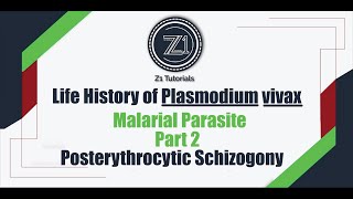 Life history of Plasmodium vivax  Part 2  Post erythrocytic Schizogony  Z1 Tutorials [upl. by Melli]