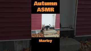 Autumn ASMR [upl. by Kovacev]