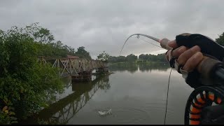 PEACOCK BASS TASIK AYER KEROH MELAKA  FLY FISHING [upl. by Lubeck60]