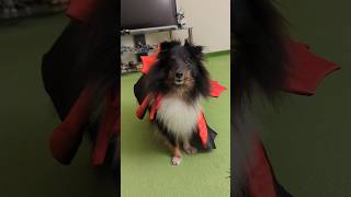 Halloween inspired dog tricks 🦇👻 sheltie dogtricks halloweendog dogtraining halloween dog [upl. by Reviel]