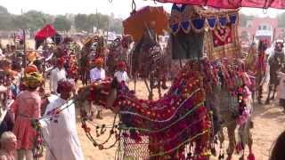 Pushkar Camel Fair [upl. by Sontag]