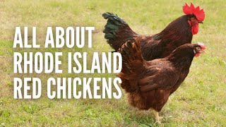 Rhode Island Red Chickens Everything You Should Know [upl. by Waltner]