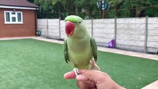 1 Year Old Baby Alexandrine Parrot Parakeet Bird Playing Outside [upl. by Hairehcaz191]