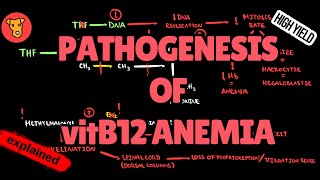 Pathogenesis of VIT B12 Deficiency anemia Mechanism of Clinical symptoms [upl. by Codee]