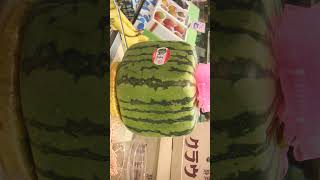 🌹⁷☆•⁵ Square or Cube Watermelon Citrullus lanatus in Gourd Family Cucurbitaceae [upl. by Quartas]