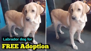 top quality Labrador dog for free adoption in telugu adopted aj pets [upl. by Uda721]