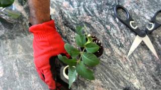 How to Grow Roses from Cuttings Fast and Easy [upl. by Enirod]