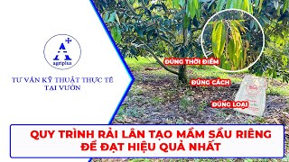 Quy trình rải lân tạo mầm sầu riêng để đạt hiệu quả nhất  Agriplus [upl. by Yerok]