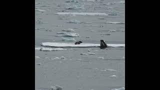 Killer Whale Hunting Seal  Antarctica  Lindblad Expeditions [upl. by Nekcerb]