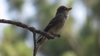 Western WoodPewee Calls [upl. by Ahsiryt]