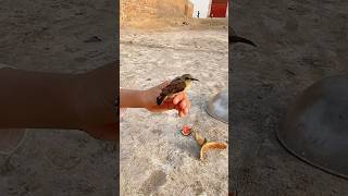 Trap Laga Kar Chirya Pakri li 😮 trap chidya minizoo parrot petvlog birds petlovers shorts [upl. by Latouche]