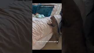 🐱top flight security😂voiceover comedy funny cute cat cats catlover cutebaby pet pets [upl. by Anamor670]