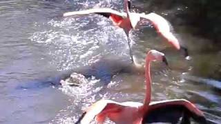 Flamingos Running in Slow Motion [upl. by Ane]