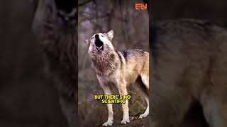 why wolves howl at the moon [upl. by Alban]