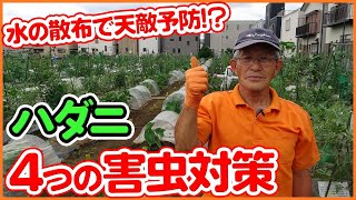 夏野菜の害虫対策！家庭菜園でハダニを撃退する方法！トマト・ナス・スイカ・シソ等の野菜に有効！【ダニ】【重曹スプレー】 [upl. by Adnim]