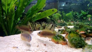 Neolamprologus Multifasciatus Best Shell Dweller Cichlids For Beginners [upl. by Cissy672]