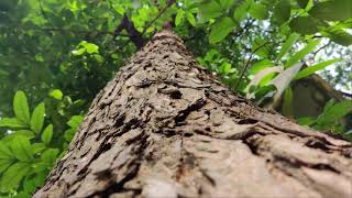 SWIETENIA MACROPHYLLA MAHOGANY [upl. by Bray]