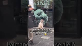 No hay nada más inocente dog caninos perros [upl. by Onofredo]