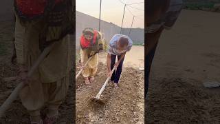 सब्ज़ी बो दी 🥬♥️ shorts youtubeshorts shortvideo viral haryana trending [upl. by Yeldahc162]