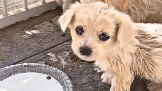 My dog rescued 3 stray tiny puppies from a ditch and found them loving homes [upl. by Cynera]