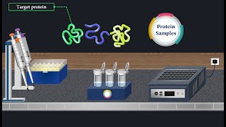 Western Blot Method  Animated Video [upl. by Notrom297]