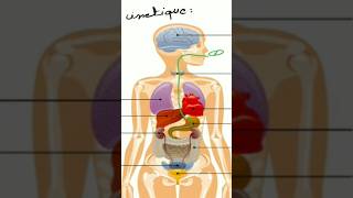 La pharmacocinétique science medecine biology pharmacologie [upl. by Showker]