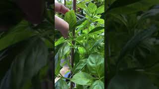 Discover the Simple Steps to Basil Propagation [upl. by Gibson]