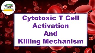 Cytotoxic T Cell Activation and Killing Mechanisms  CTLs Pathways of Cytotoxicity  Immunology [upl. by Cardwell]