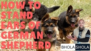 Dogs Ear Problem  How and Why To Stand Ears of German Shepherd  GSD  bhola Shola [upl. by Yrrol683]