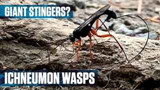 Parasitic Ichneumon Wasp [upl. by Aleuname]