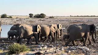 40 elephants arriving at Okaukuejo Waterhole in Etosha National Park Namibia [upl. by Ellerrehs]