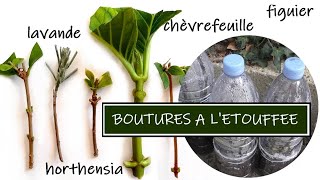 BOUTURER DES PLANTES  BOUTURAGE A LETOUFFEE [upl. by Attena]