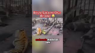 🙈 Maymunlara Yapılan Eşek Şakası 😜 🐅 [upl. by Ogir]