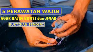 5 Perawatan Wajib Perkutut Agar Rajin Bunyi dan Jinak [upl. by Nyltyak]