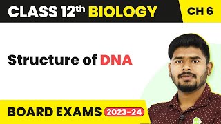 Structure of DNA  Molecular Basis of Inheritance  Class 12 Biology 202223 [upl. by Washington]