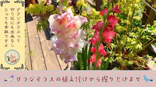 お花紹介 グラジオラス 植え付けから掘り上げまで 切り花 [upl. by Sillad]