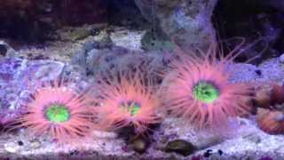 Orange Cerianthus Tube Anemones [upl. by Anayhd]