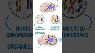 GCSE Biology  Mitosis amp The Cell Cycle in 60 Seconds [upl. by Rolandson]