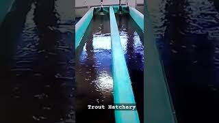 Trout Hatchery Farm trout troutfishing rainbowtrout browntroutfishing brooktrout hatchery [upl. by Athalla]