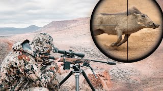 Hunting Warthogs In Africa  Animals Of Opportunity [upl. by Ades]