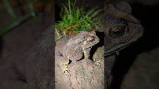 Make you laugh with a catch  catching toads and frogs for fun  meme funny frog  tep longheng fun [upl. by Klotz]