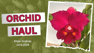 You Got to See this Orchid haulvideo and Repotting demo [upl. by Itsim120]